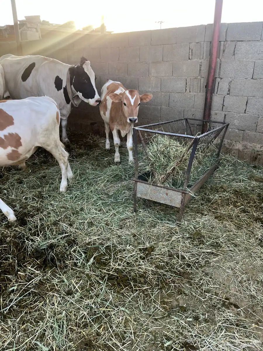 ثور للبيع 2