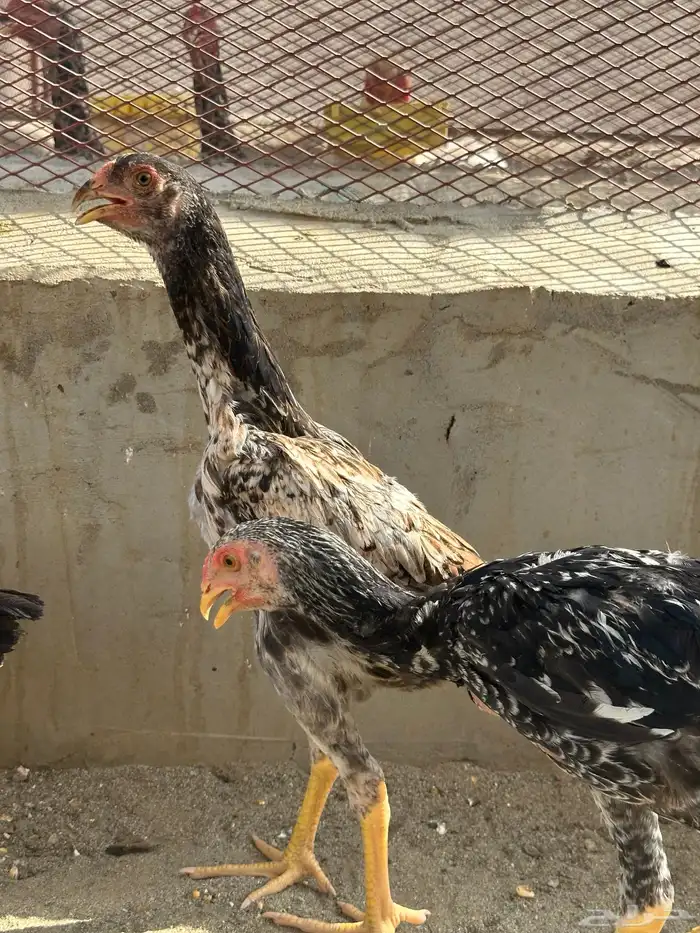 دجاج شامو 15