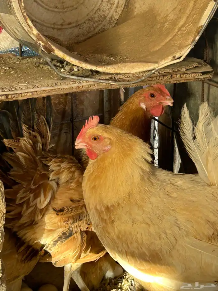 للبيع دجاج رجان على الشرط ومستويات عاليه 4