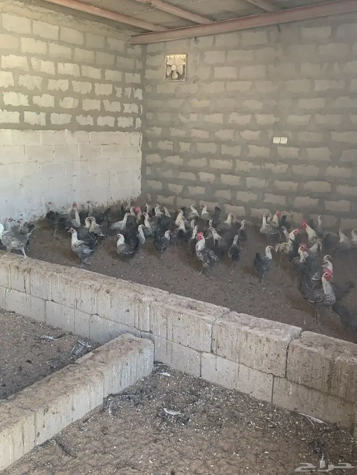 دجاج فيومي 2