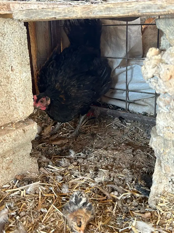 للبيع دجاج رجان على الشرط ومستويات عاليه 5