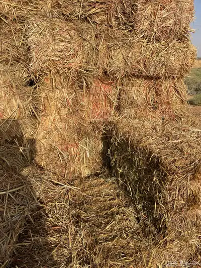 ذرة جيزانية 1