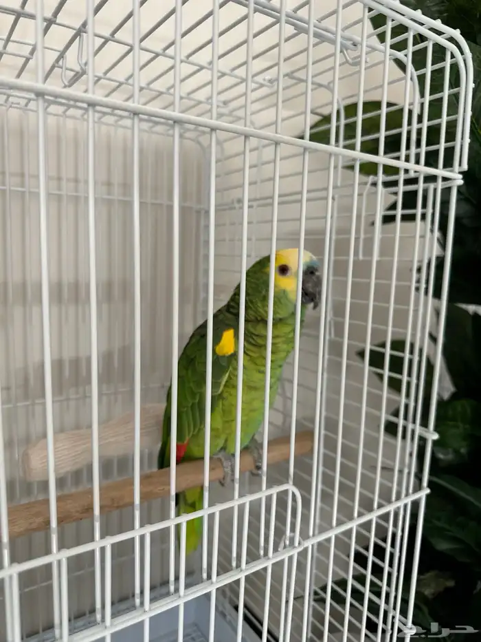 ببغاء امزوني 1