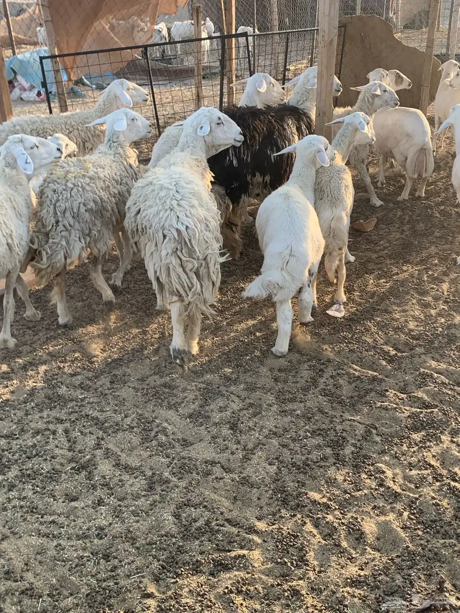 للبيع غنم حريات 5