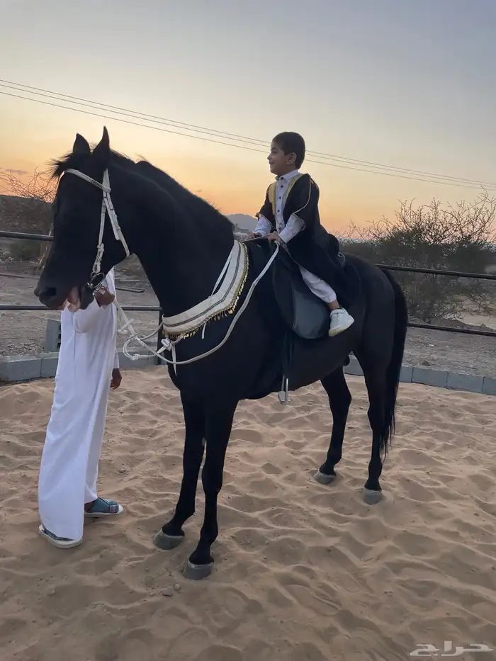 مربط عقيق المدينة للخيول العربية 4