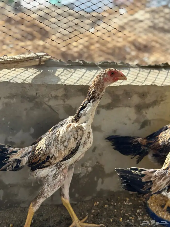 دجاج شامو 2