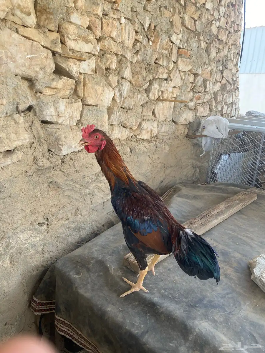 تم البيع 0