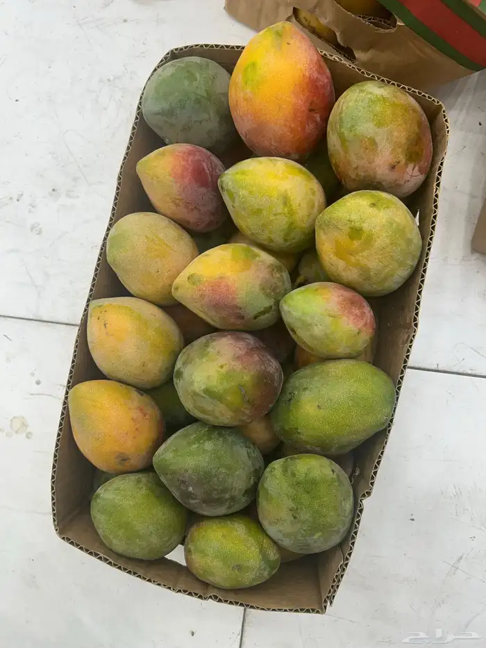 مانجو جيزاني 2