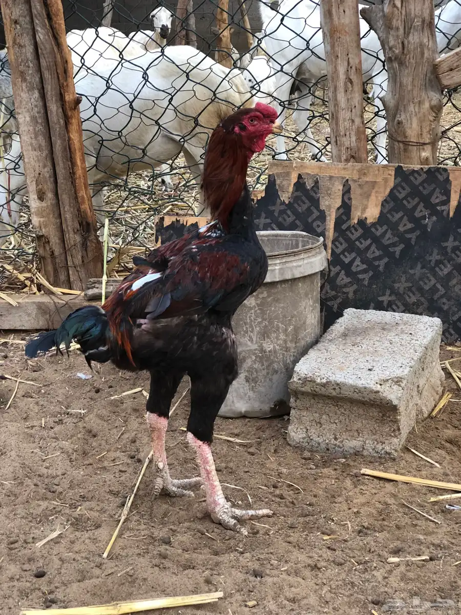 للبيع دجاج سندي 6