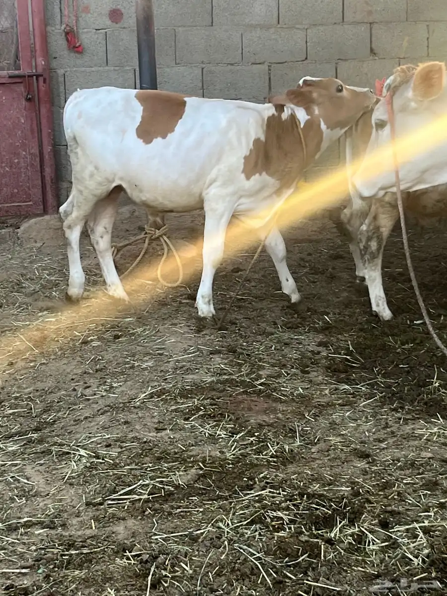 ثور للبيع 3