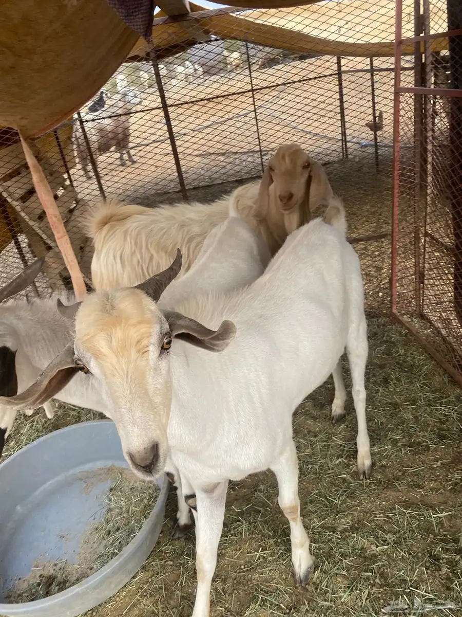 3 تيوس 7