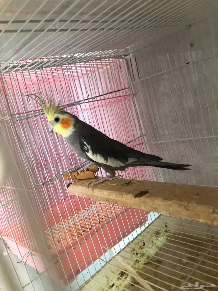 كروان متكلم و منتج (( تم البيع )) 0