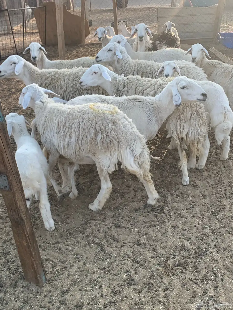 للبيع غنم حريات 2