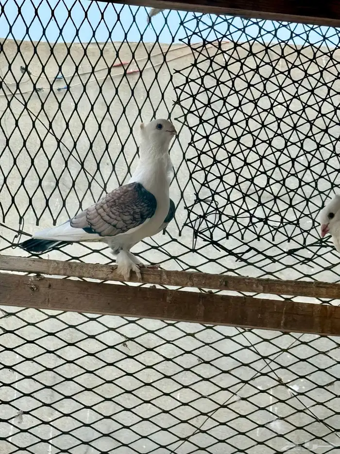 للبيع حمام فاخر الصحه شرط 9