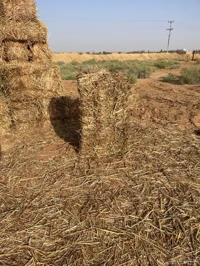 ذرة جيزانية 0