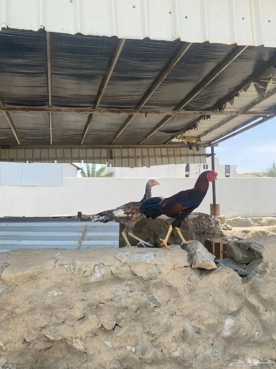 تم البيع 6