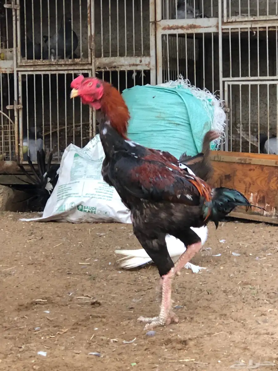 للبيع دجاج سندي 8