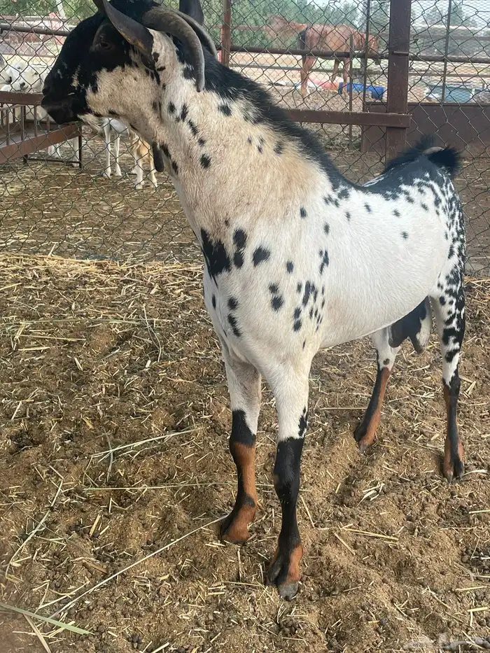 فحل بيشي امرخ حار 11