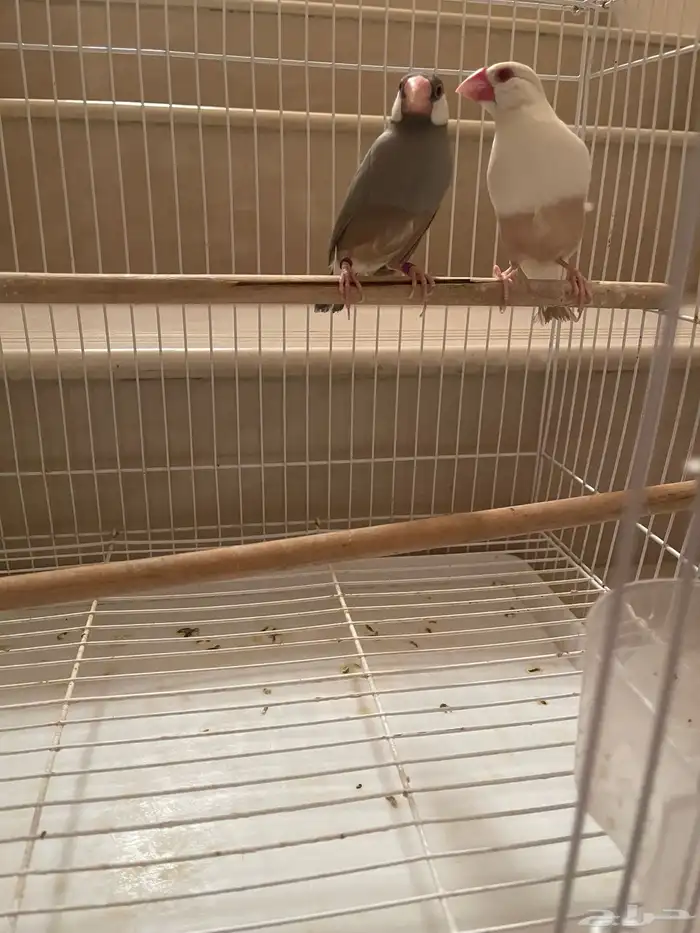 جوز جاوا منتج طفرة 2