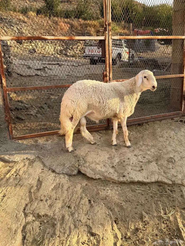 فحل حري كايف ( جذع مشروط ) 6