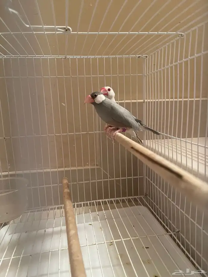 جوز جاوا منتج طفرة 7