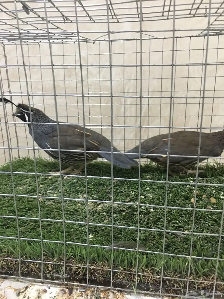 سمان كاليفورنيا 16