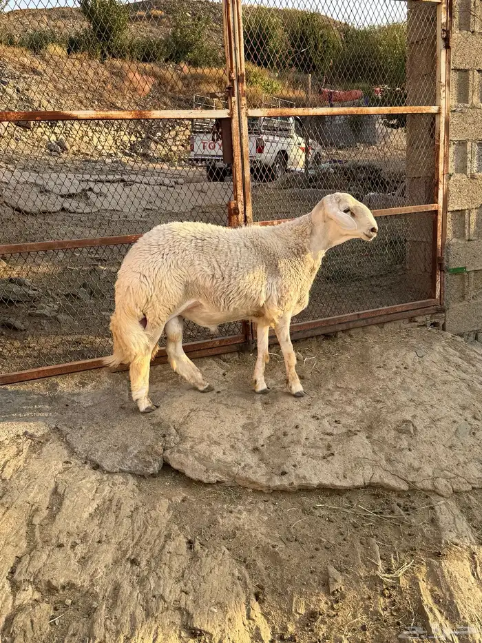 فحل حري كايف ( جذع مشروط ) 7