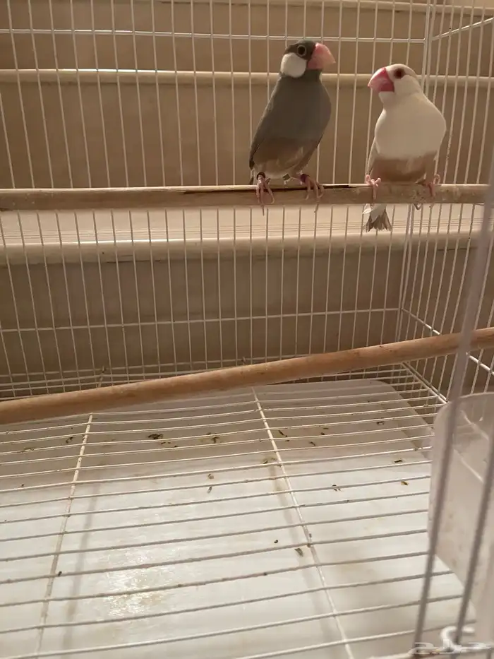 جوز جاوا منتج طفرة 3