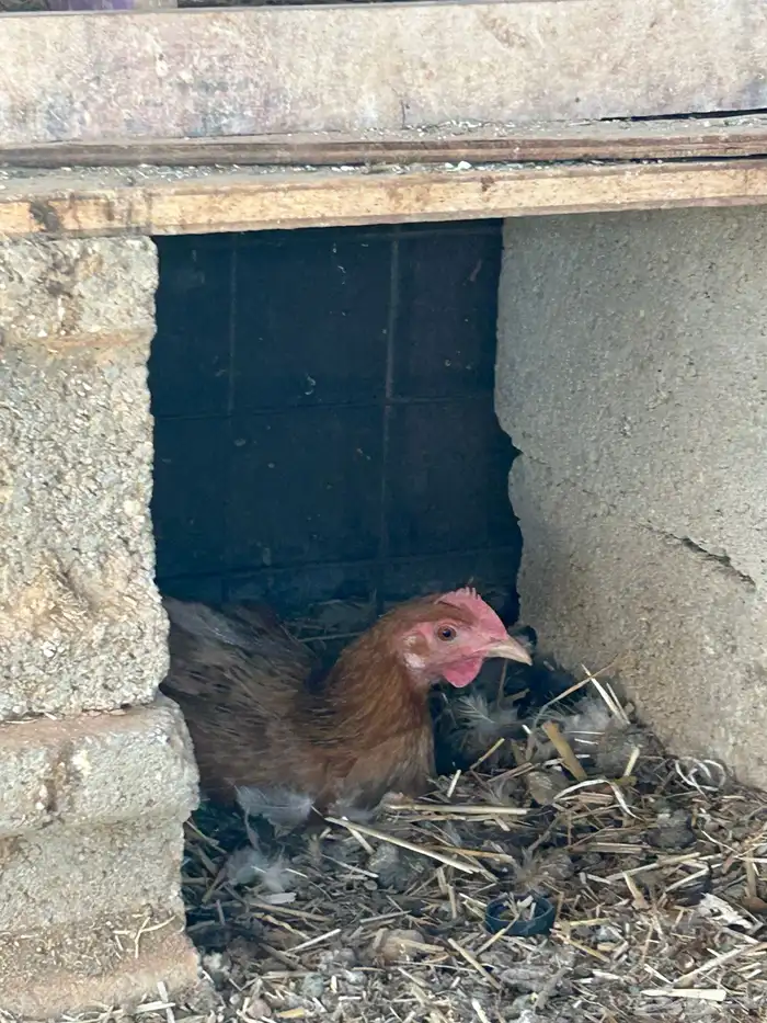 للبيع دجاج رجان على الشرط ومستويات عاليه 3