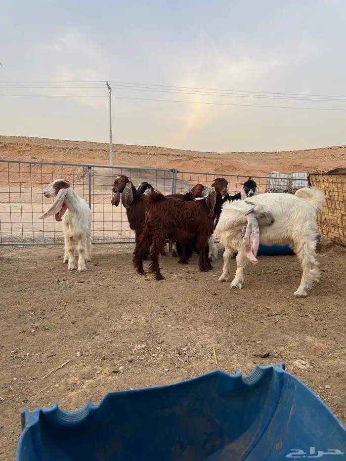 ذبايح تيوس وجفرات منادي نظيفه من الامراض وفل شحم يوجد صلاخه 6