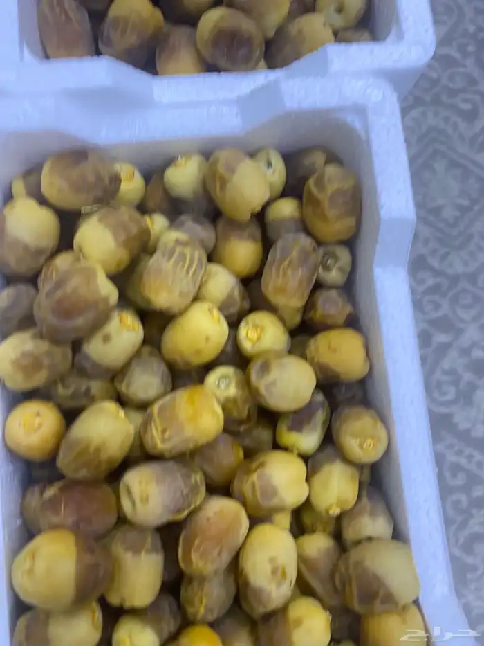 روثانه طازجه 7