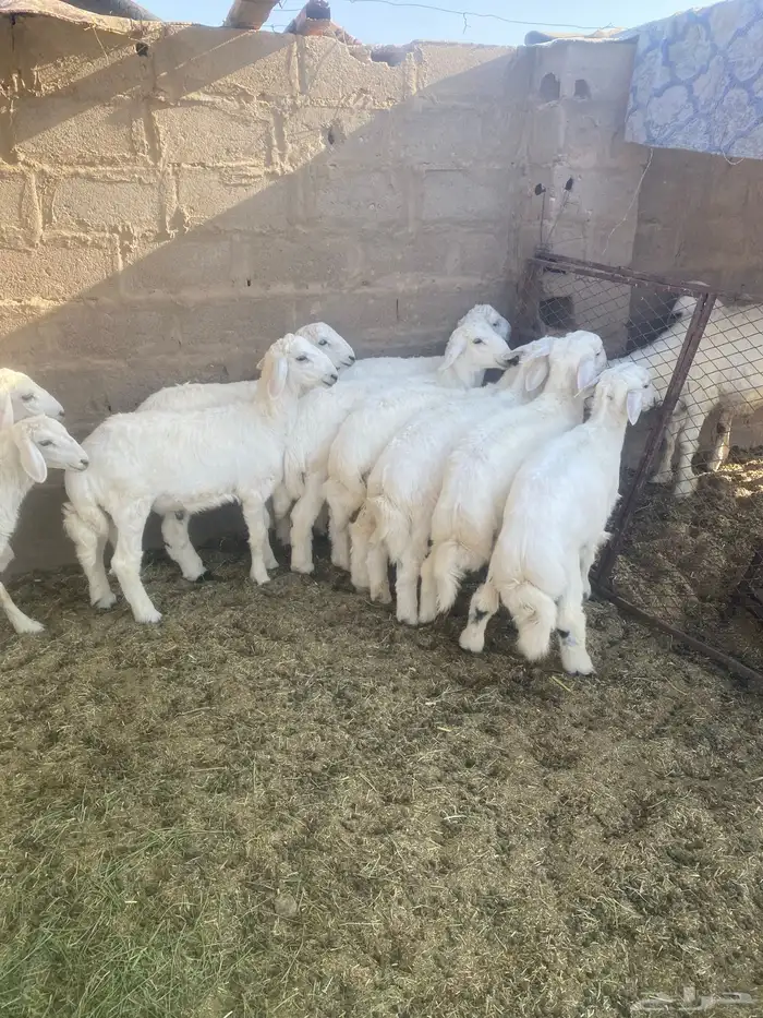 بهم فاخر من الاخر((( تم البيع)) 0