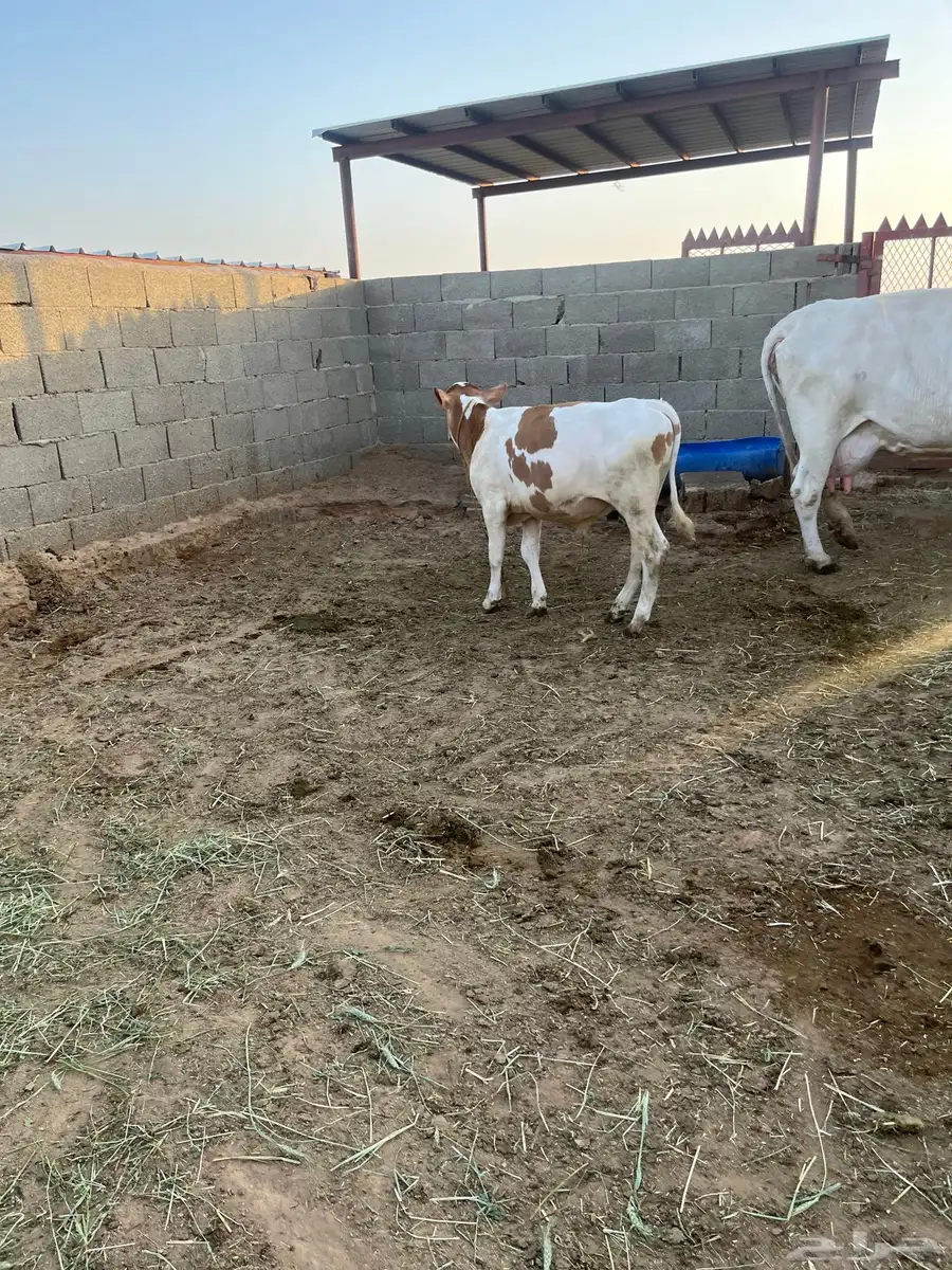 ثور للبيع 6