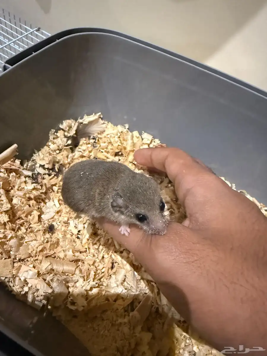السنجاب القزم 1