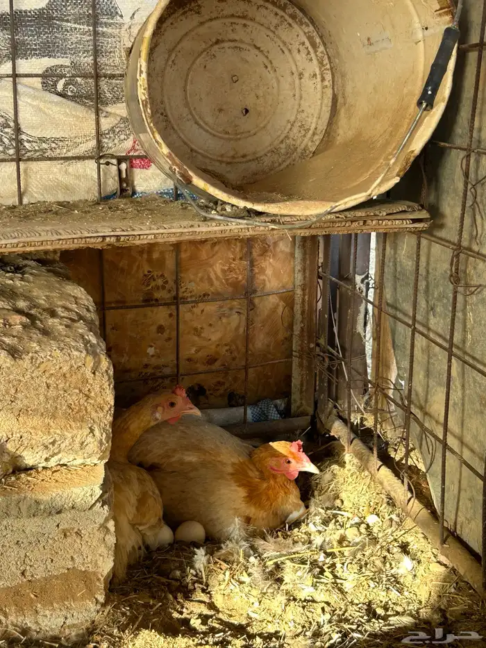 للبيع دجاج رجان على الشرط ومستويات عاليه 1