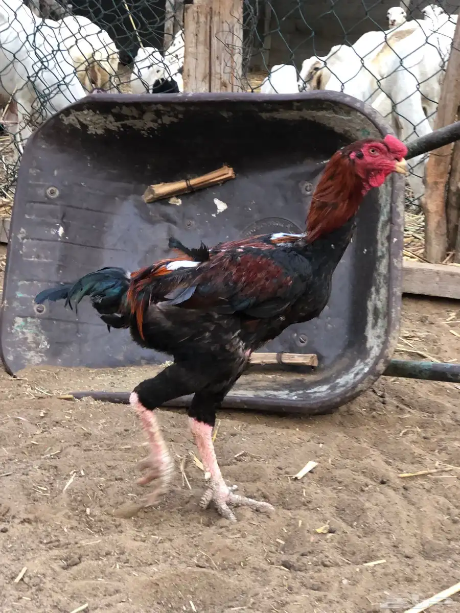 للبيع دجاج سندي 7