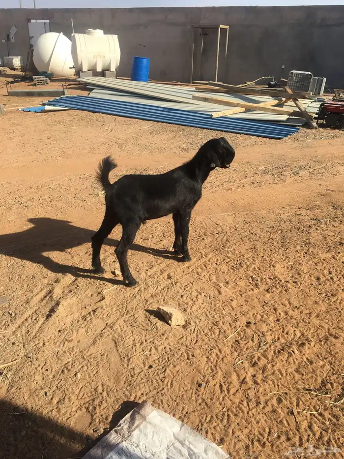 تيس عمر 5 شهور 1