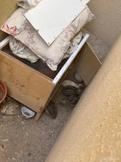 للبيع سمان نص بلدي و نص بري 1