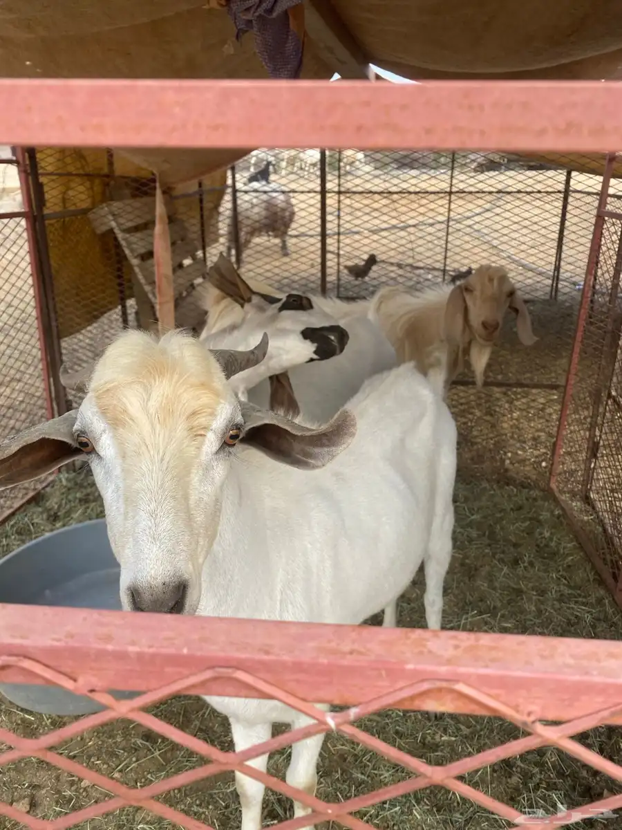 3 تيوس 6