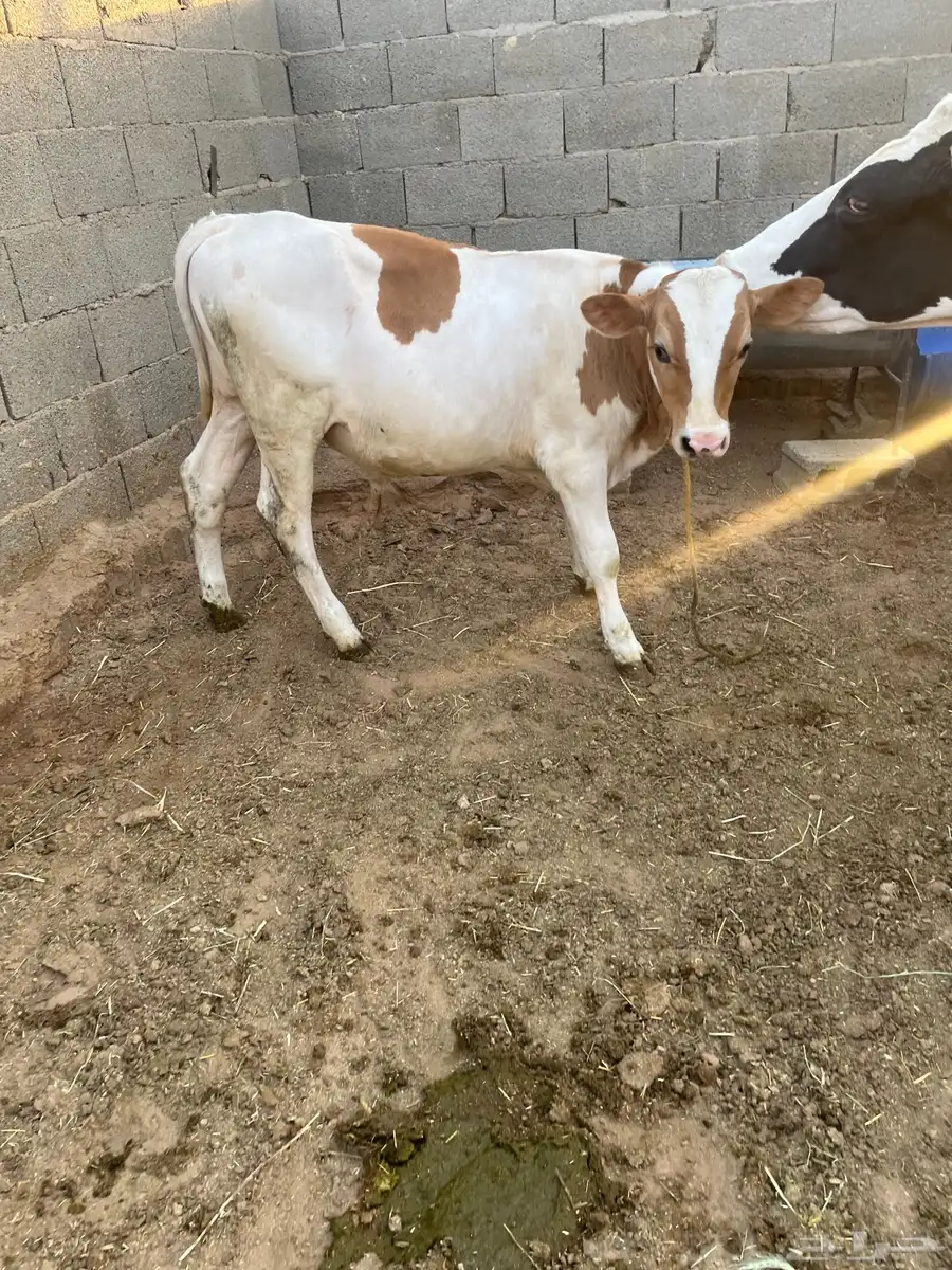 ثور للبيع 4