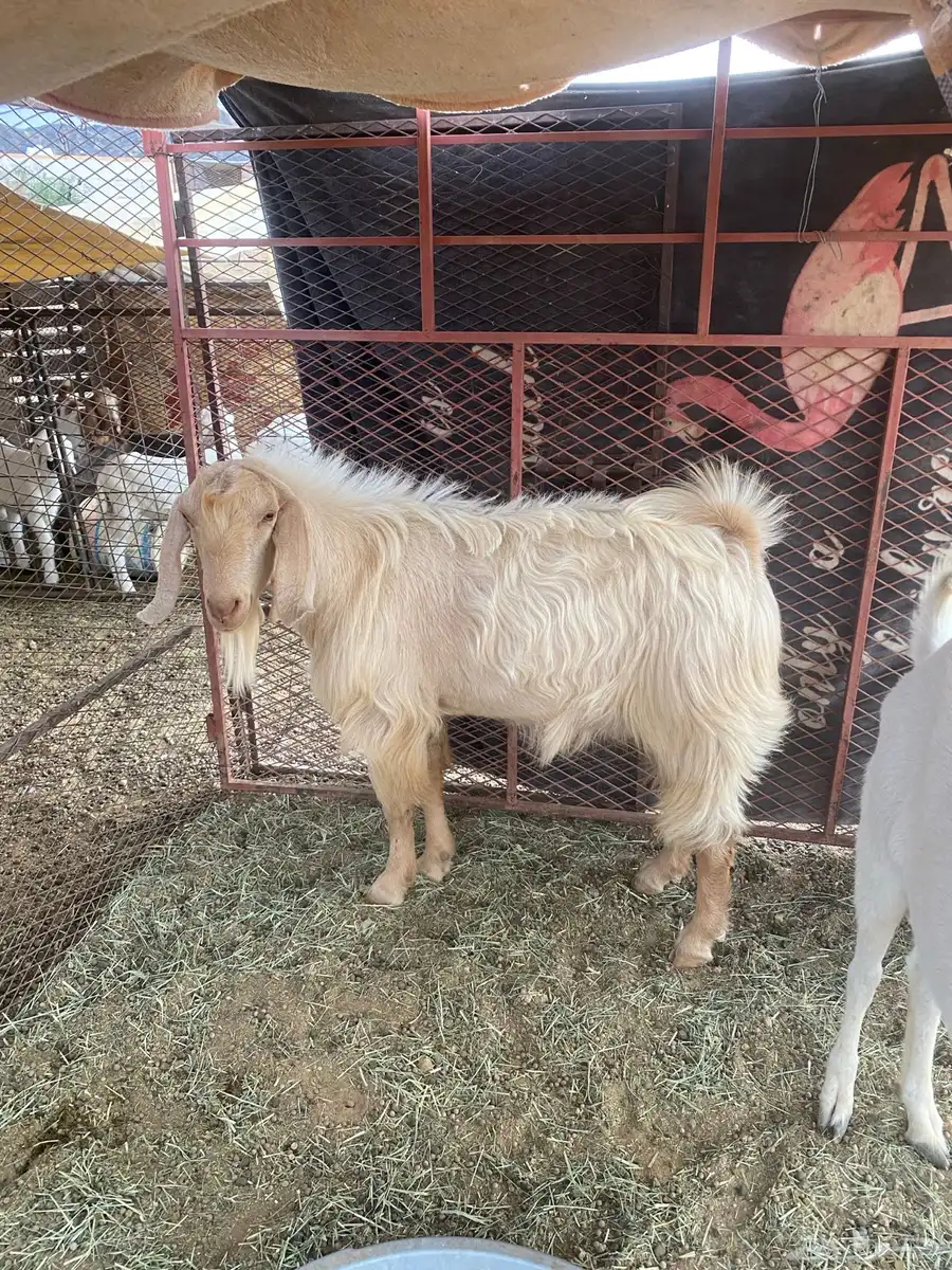 3 تيوس 3