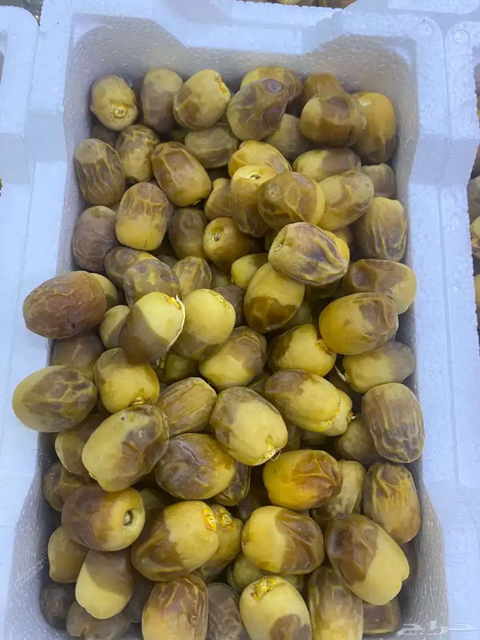 روثانه طازجه 10