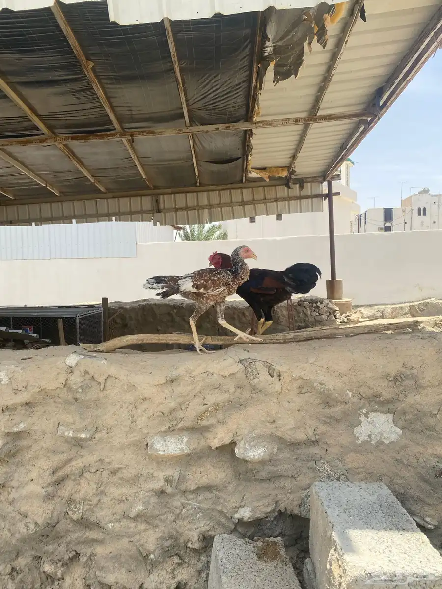 تم البيع 5