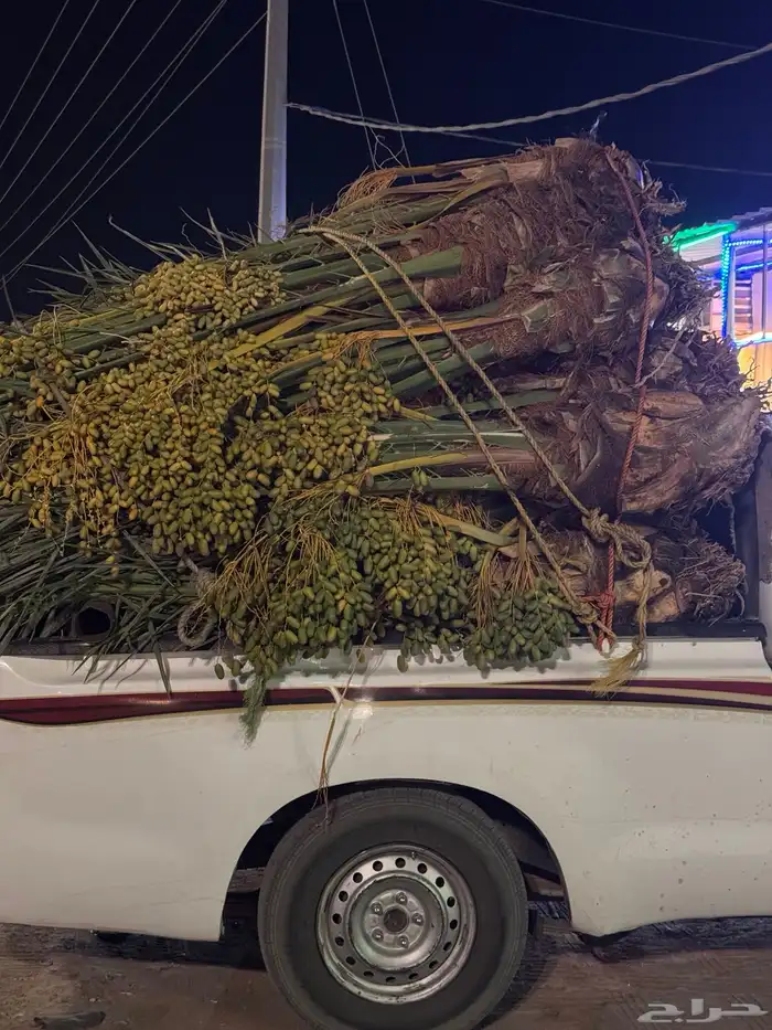 يتوفر جميع انواع النخيل 3