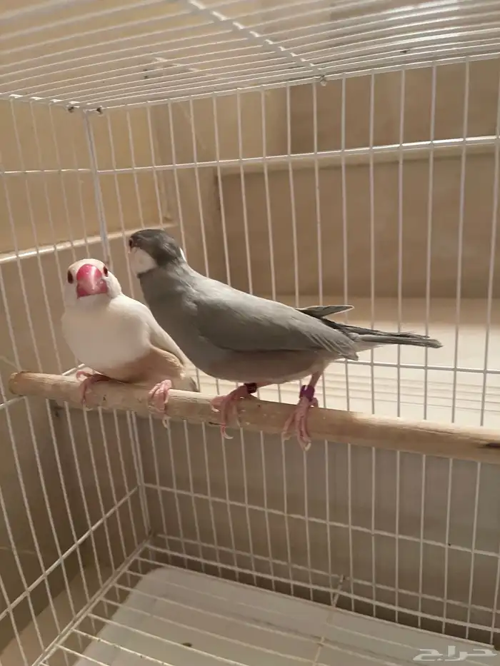 جوز جاوا منتج طفرة 8