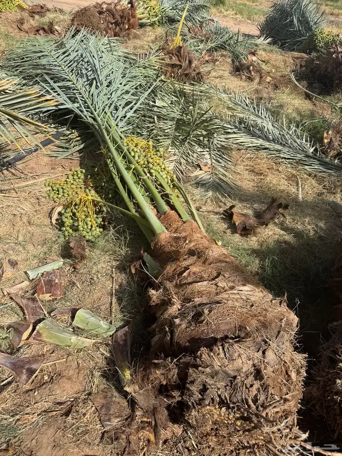 يتوفر جميع انواع النخيل 9