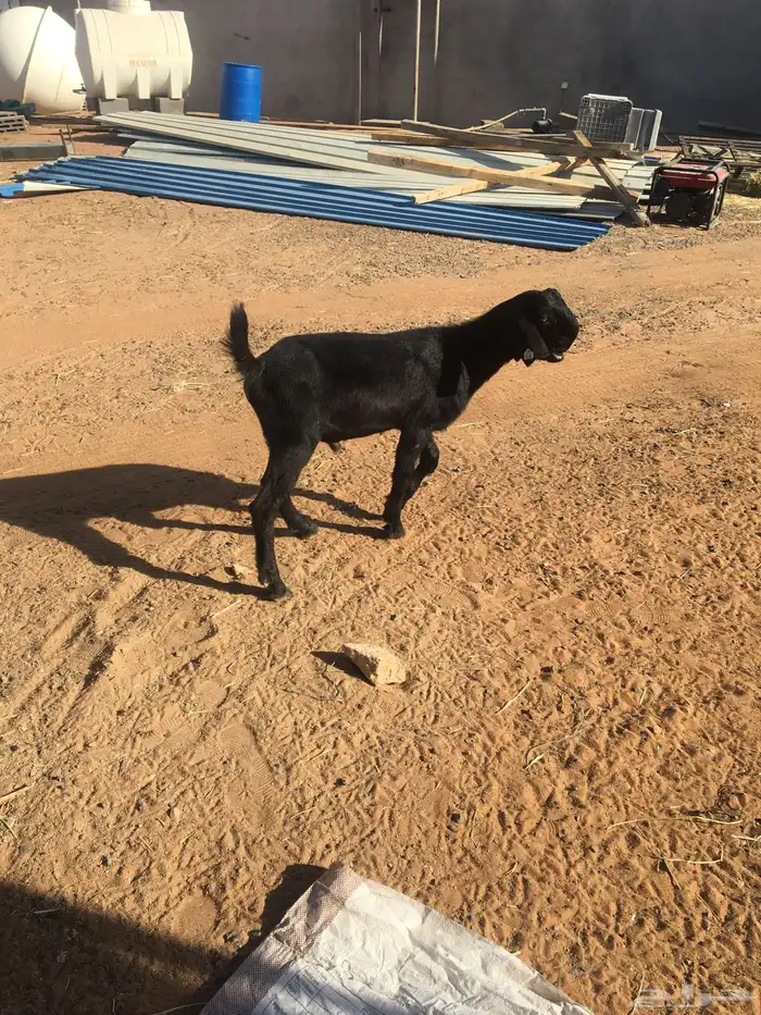 تيس عمر 5 شهور 0