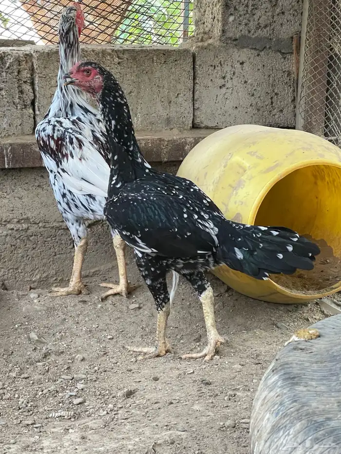 جوز سندي للبيع 4