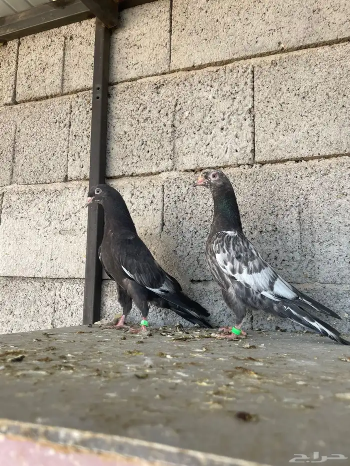 طبات رام بوري زيرا ( تم البيع ) 1