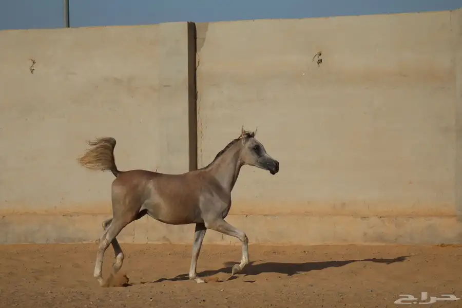 مهر مسجل للبيع 0